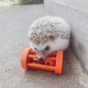 image:imageBarrel Roller Toy  Fun Interactive Rolling Wooden Cage Toy Accessory amp Safe Chew  Hedgehogs Guinea Pigs Rabbits Prairie Dogs Chinchillas Degus amp Other Small Pets