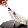 image:imageBug Blend  Healthy HighProtein Dried Insect Treat  Crickets Mealworms Grasshoppers  Sugar Gliders Hedgehogs Squirrels Chickens Skunks Opossums Marmosets Parrots Birds 34 oz17 Ounce Pack of 1