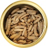 image:imageCanned Caterpillars 12 oz  Healthy High Protein Insect Treat  Hedgehogs Sugar Gliders Reptiles Wild Birds Chickens Lizards Bearded Dragons Skunks Opossums Fish Amphibians TurtlesWaxworms