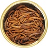 image:imageCanned Caterpillars 12 oz  Healthy High Protein Insect Treat  Hedgehogs Sugar Gliders Reptiles Wild Birds Chickens Lizards Bearded Dragons Skunks Opossums Fish Amphibians TurtlesMealworms