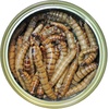 image:imageCanned Caterpillars 12 oz  Healthy High Protein Insect Treat  Hedgehogs Sugar Gliders Reptiles Wild Birds Chickens Lizards Bearded Dragons Skunks Opossums Fish Amphibians TurtlesSuper Mealworms