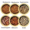 image:imageCanned Insect Assortment 6 Pack  Healthy High Protein Treat  For Hedgehogs Sugar Gliders Reptiles Chickens Lizards Bearded Dragons Turtles Fish Birds Opossums Skunks and other Insectivores