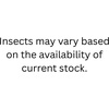 image:imageCanned Insect Assortment 6 Pack  Healthy High Protein Treat  For Hedgehogs Sugar Gliders Reptiles Chickens Lizards Bearded Dragons Turtles Fish Birds Opossums Skunks and other Insectivores