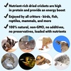 image:imageDried Crickets 22 lb  High Protein Insect Treat  Chickens Wild Birds Hedgehogs Bluebirds Reptiles Sugar Gliders Opossums Skunks Lizards Bearded Dragons Fish Amphibians Turtles