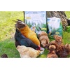 image:imageDried Mealworms  100 Natural NonGMO High Protein Bulk Insect Treat for Chicken Laying Hen Chick Wild Bird Bluebird Duck Goose Turkey Chickadee Titmice Wren Reptile Fish 2 lb22 LB