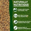 image:imageEZWorms 10 lb  Blend of Dried Mealworms amp Black Soldier Fly Larvae BSFL  Healthy Insect Treat  Chickens Bluebirds Sugar Gliders Hedgehogs Squirrels Skunks Reptiles Turtles Fish10 Pound Pack of 1