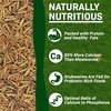 image:imageExotic Nutrition Dried Black Soldier Fly Larvae 15 oz  HighCalcium Insect Treat  Chickens Wild Birds Hedgehogs Bluebirds Reptiles Sugar Gliders Opossums Skunks Lizards Fish80 Pound Pack of 1