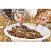 image:imageExotic Nutrition Hedgehog Treat Sampler  Healthy Natural Treat Variety Pack  High Protein Insect Variety Pack for Pet Hedgehogs