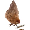 image:imageExotic Nutrition Rolling Forage Cylinder  Fun amp Unique Forage Toy  Sugar Glider Hedgehog Squirrel Chinchilla Prairie Dog Degu Chicken Bird Skunk Rabbit Hamster and Other Small Animals