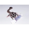 image:imageExotic Nutrition Rolling Forage Cylinder  Fun amp Unique Forage Toy  Sugar Glider Hedgehog Squirrel Chinchilla Prairie Dog Degu Chicken Bird Skunk Rabbit Hamster and Other Small Animals