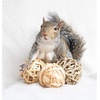 image:imageGrass Ball Trio  All Natural Woven Grass Play Ball amp Safe Chew Toy  Rabbit Guinea Pig Chinchilla Prairie Dog Degu Rat Hedgehog Hamster Rat Ferret Squirrel Bird Sugar Glider amp Small Pets