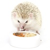 image:imageHedgehog Treat Variety Pack  Healthy Natural Treat Sampler  Mealworms Black Soldier Fly Larvae Crickets Apples Carrots  Value Package