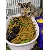 image:imagePremium Insectivore Diet 125lb  Healthy Nutritious Chicken Based High Protein Pellet Diet  for Sugar Gliders Hedgehogs Opossums Skunks amp Other Insectivores25 Pound Pack of 1