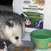 image:imagePremium Insectivore Diet 125lb  Healthy Nutritious Chicken Based High Protein Pellet Diet  for Sugar Gliders Hedgehogs Opossums Skunks amp Other Insectivores25 Pound Pack of 1