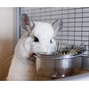 image:imageStainless Steel Cup wHolder  Durable Metal Mountable Food amp Water Dish  Sugar Gliders Hedgehogs Chinchillas Rats Ferrets Guinea Pigs Rabbits Squirrels Birds 5 oz SilverSilver
