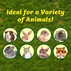 image:imageWillow Value Pack  Natural Safe Woven Wood Chew Toys  Hamsters Guinea Pigs Rabbits Hedgehogs Chinchillas Rats Ferrets Sugar Gliders Squirrels Prairie Dogs Marmosets Degus amp Small Pets